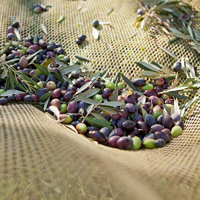 olio toscano extravergine di oliva